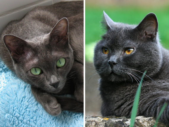 Gatos azules: Cartujo, Ruso y Korat